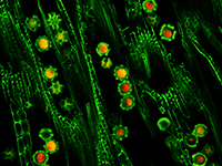 植物细胞荧光成像